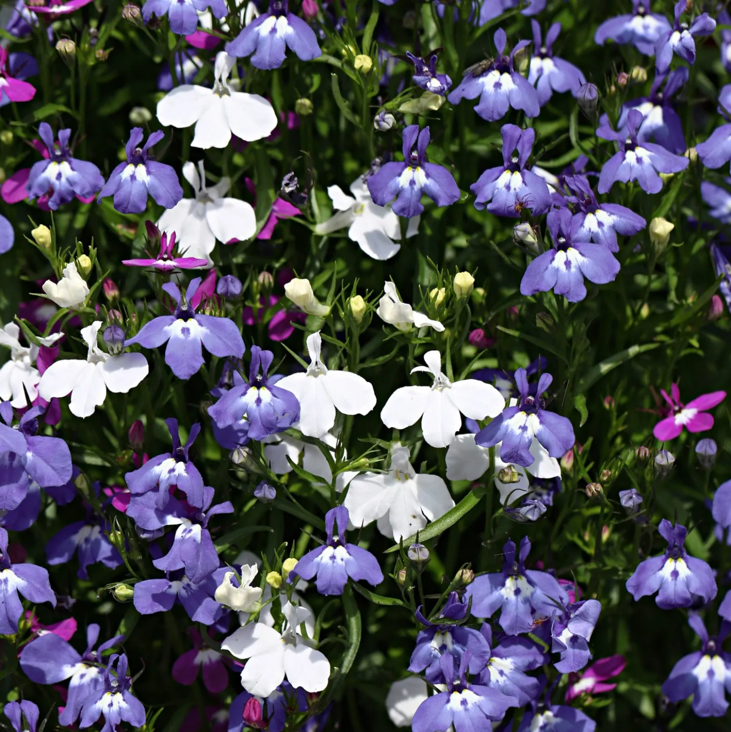 Pflanzset Männertreu / Lobelia